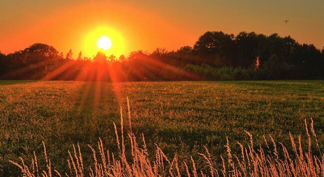 Glowing sun behind trees spilling rays of light over a grassy late summer meadow